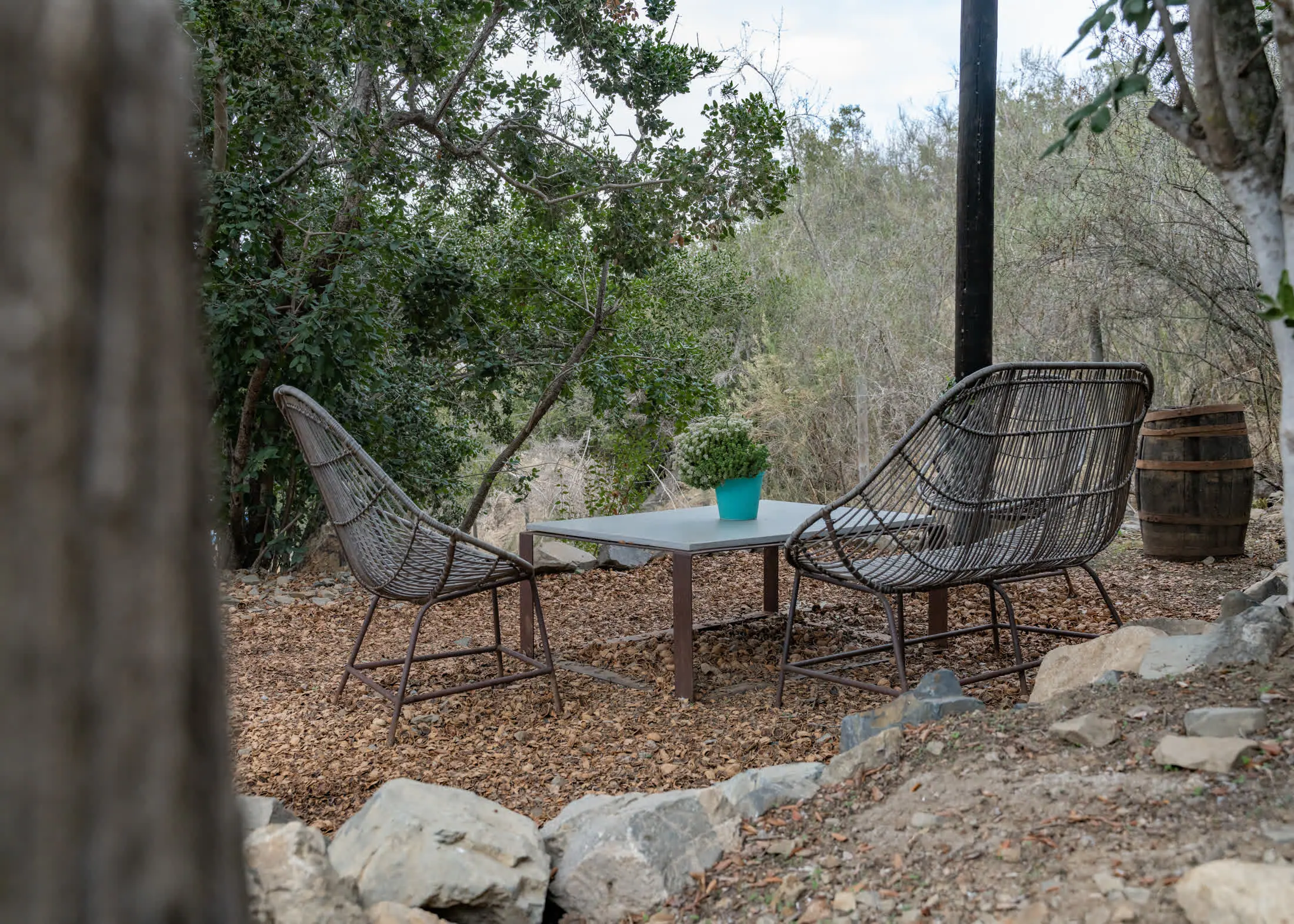 Sillones bajo el bosque nativo de boldos y quillayes de Palcos de Apalta