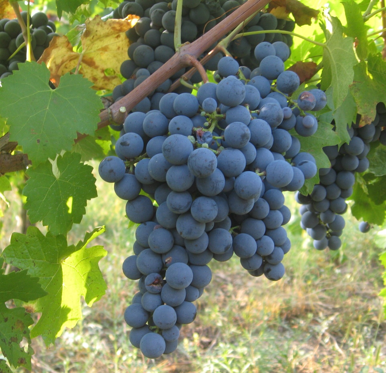 Racimo de Carménère listo para la vendimia